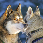 Huskies Dogs Wallpapers Apk