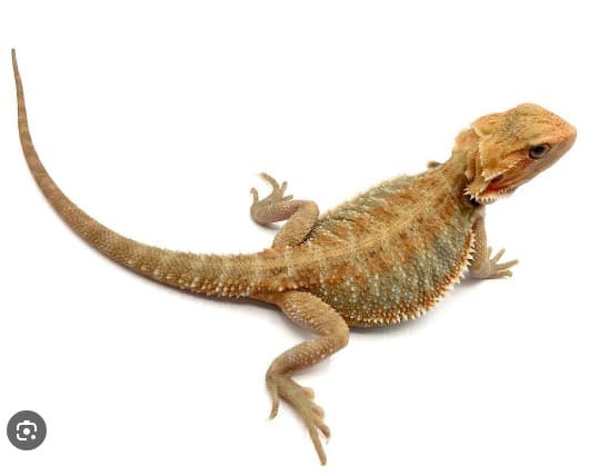 Citrus bearded dragon morph