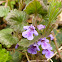 Ground-ivy