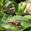 chalk-fronted corporal (female)