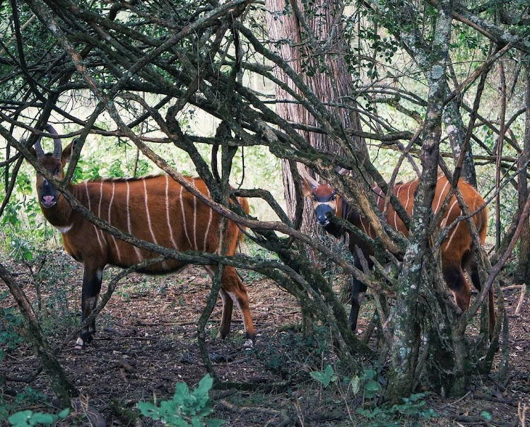 Some of the Mountain Bongos in a forest.