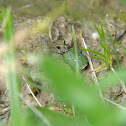 Green Tiger Beetle