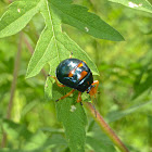 Anchor Stink Bug Nymph