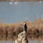 Pygmy Cormorant