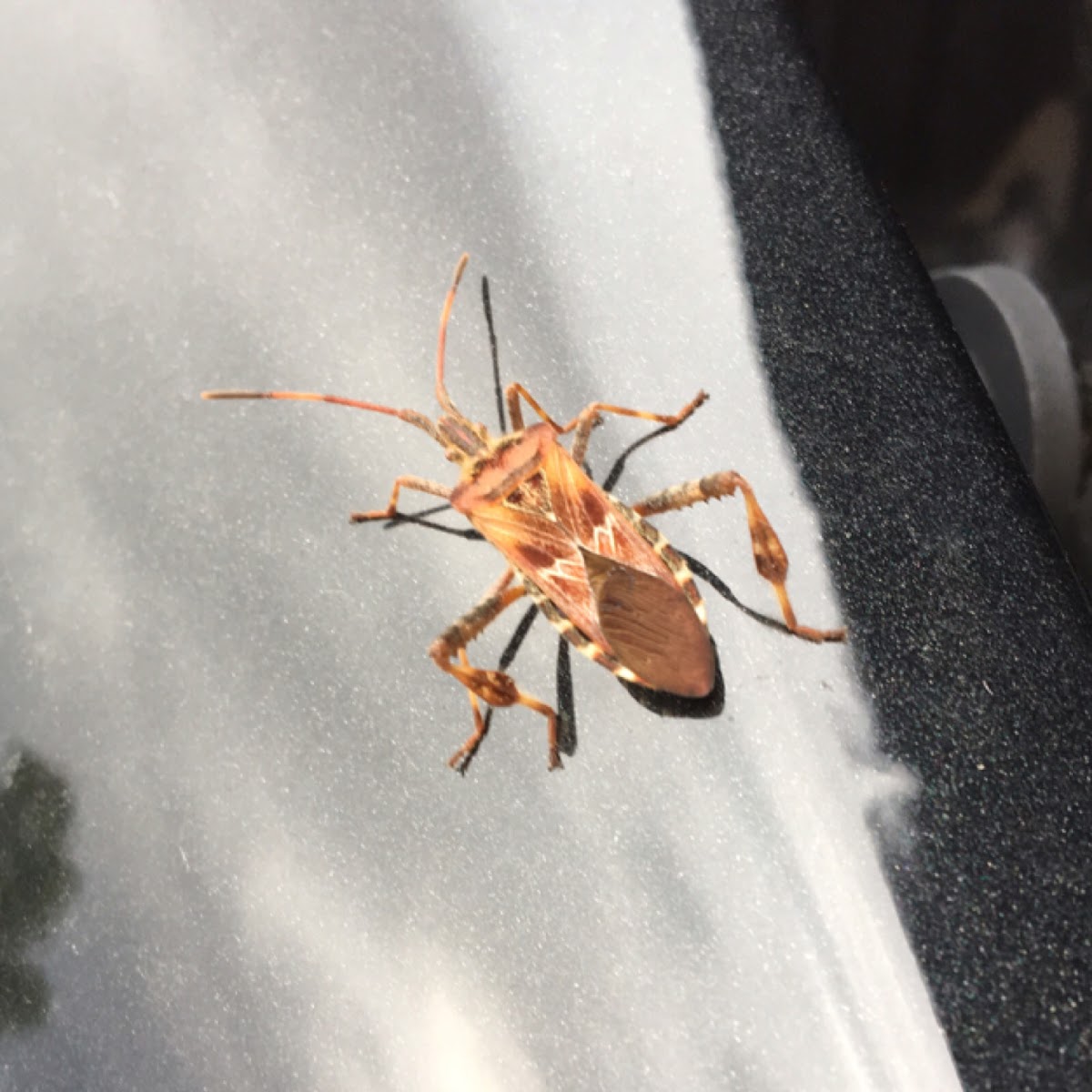 Western conifer seed bug