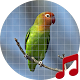 Download Lovebird sounds ~ Sboard.pro For PC Windows and Mac 1.1.1