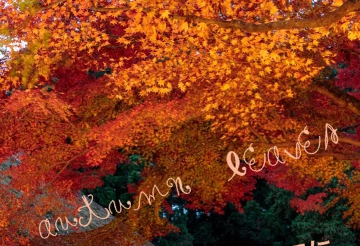 「Love coloured autumn leaves.」のメインビジュアル