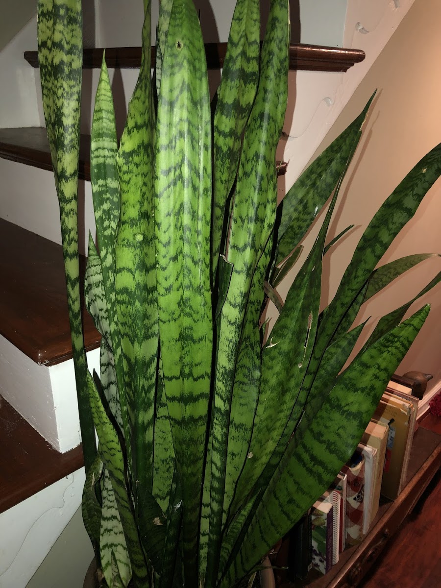 Snake Plant