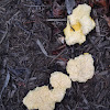 Dog vomit slime mold