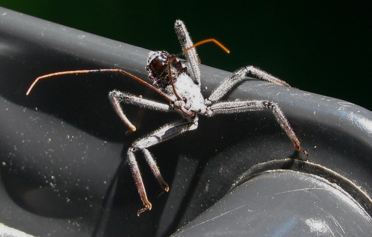 Wheel bug nymph