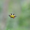 spiny orb weaver