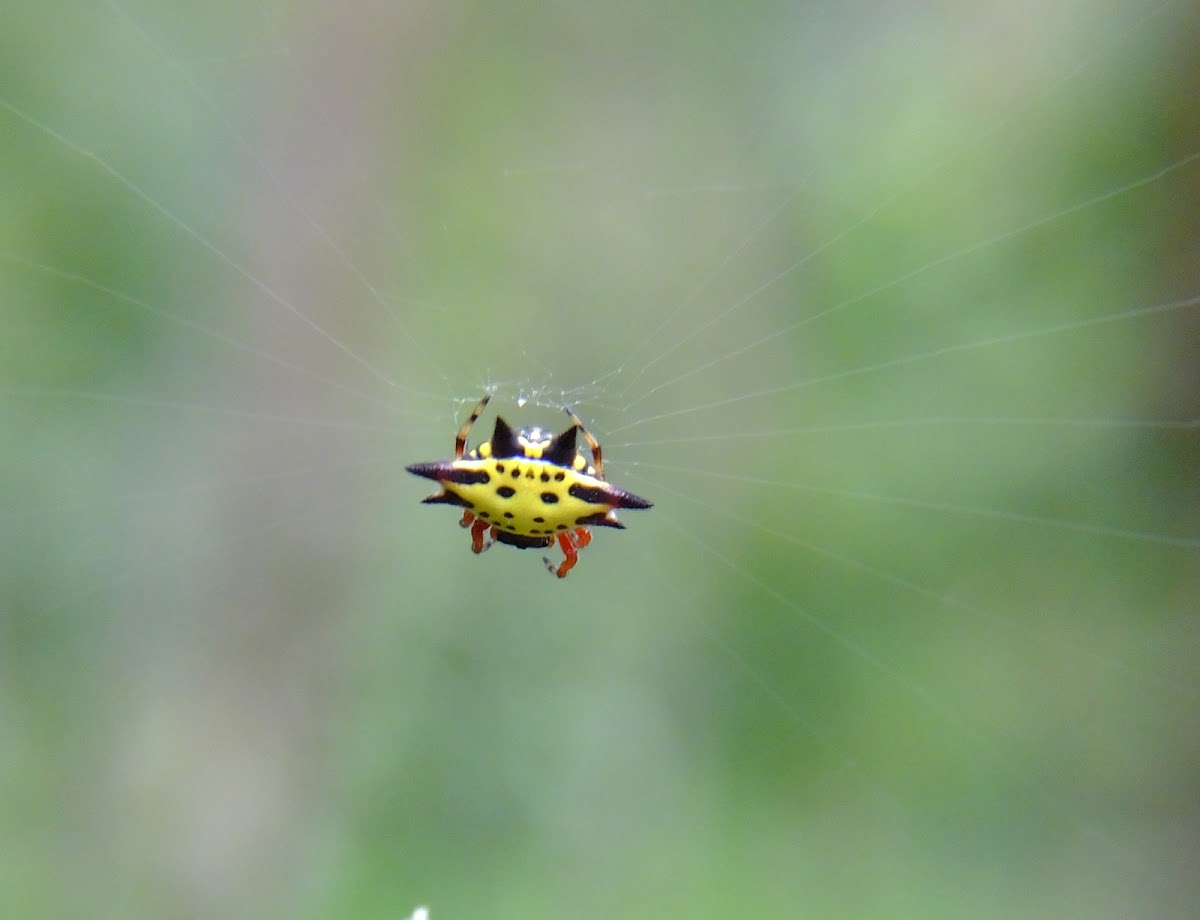 spiny orb weaver