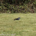 Jackdaw