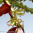 Banana inflorescence