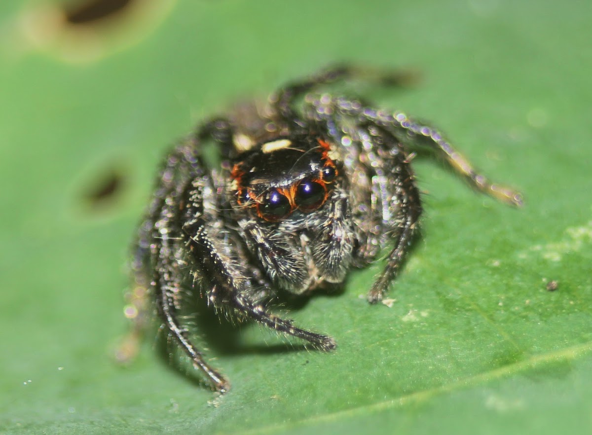 Jumping Spider male