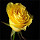 Yellow Flowers Wallpapers Theme New Tab