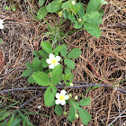 Wild Strawberry