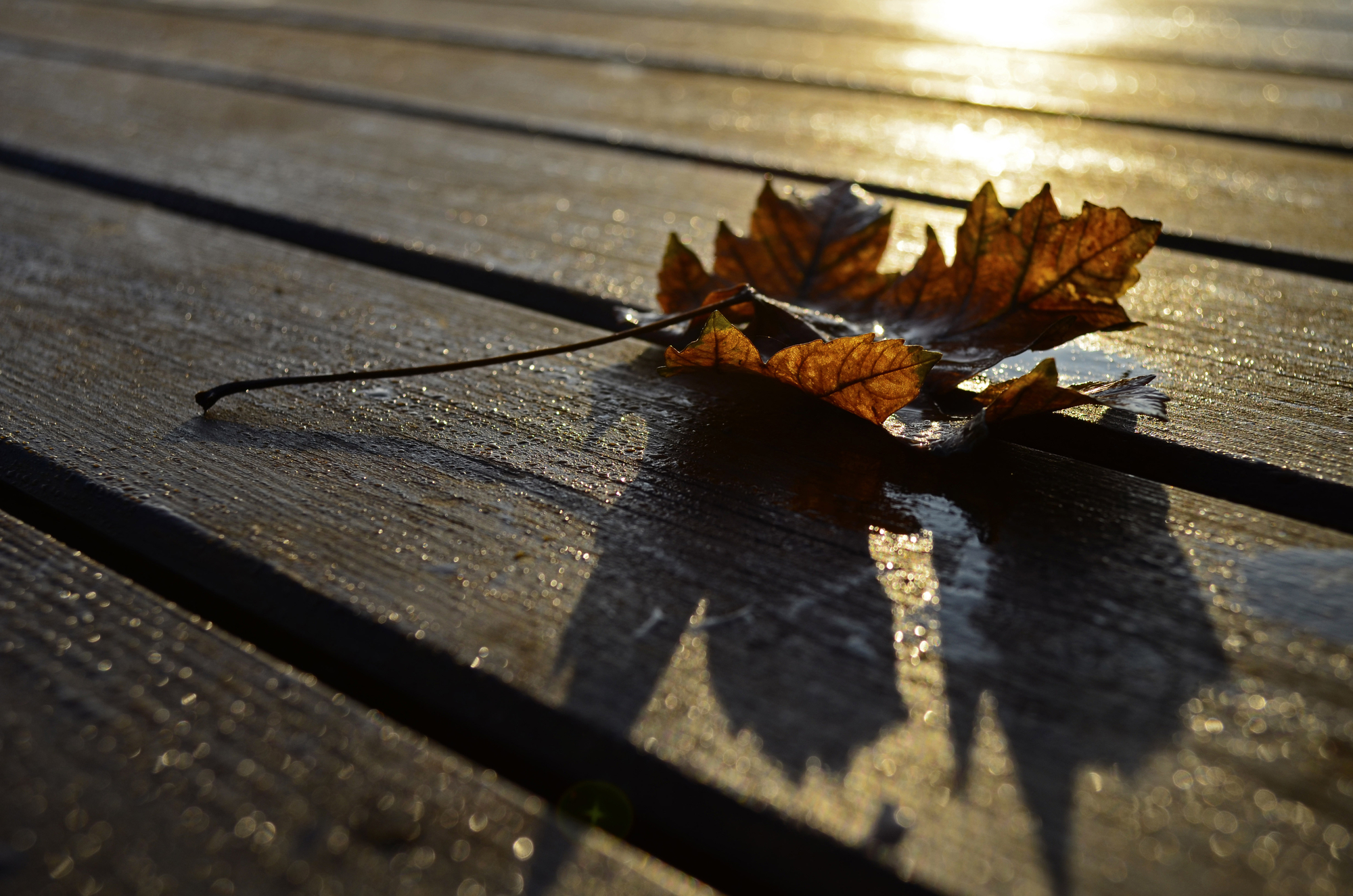 Autumn dream... di Licia Piazza