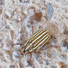 Ten-lined June Beetle