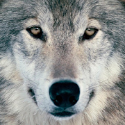 Wolf Puzzle 1.23 Icon