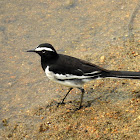 The white-browed wagtail