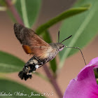 Hummingbird Hawk Moth