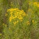 Slender Flat-top Goldenrod