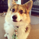 Sponsored Corgis chrome extension