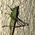 Short-winged Meadow Katydid male