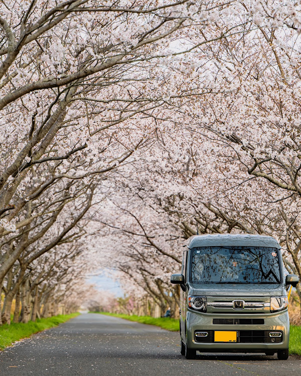 N-VANの桜シーズン開幕・サクラと愛車・ドライブ・軽バンに関するカスタム事例の投稿画像1枚目