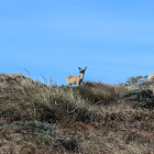 Black-Tailed Deer