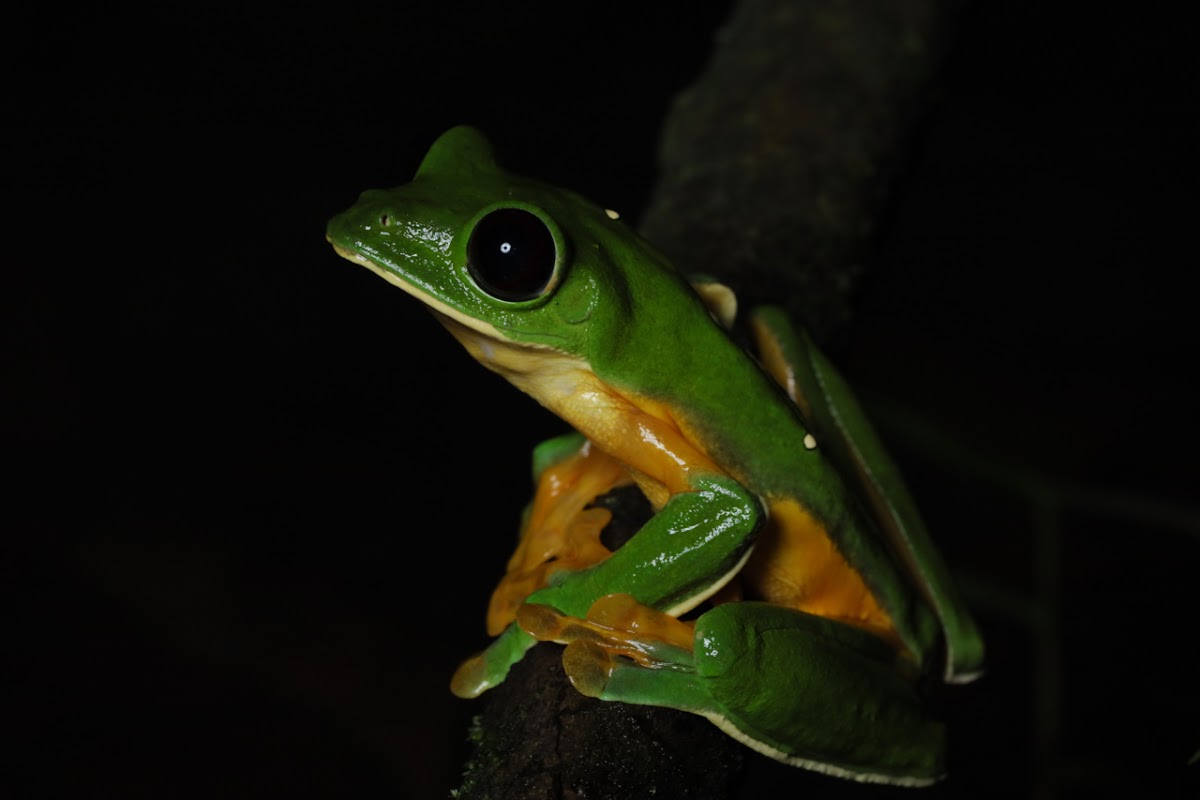 Gliding Leaf Frog