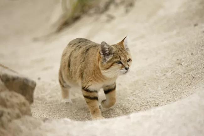 สิ่งที่คุณไม่รู้เกี่ยวกับแมวทราย4