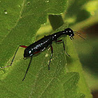 Tiger Beetle