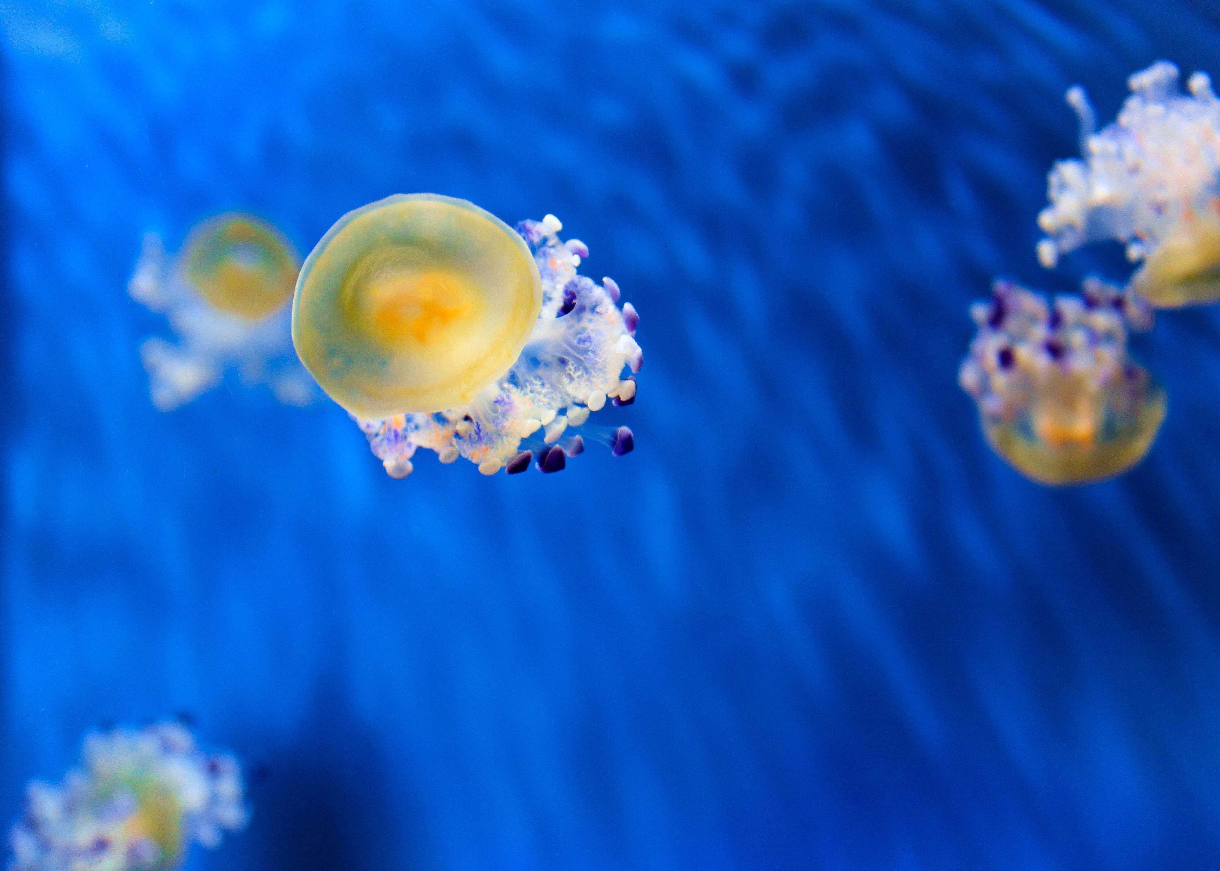 Floating Jellyfish di ambibedo