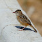 Zitting Cisticola