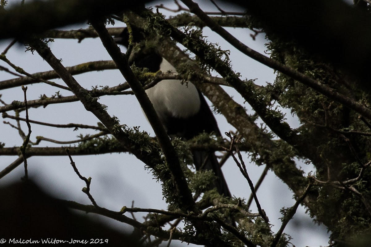 Magpie