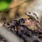 Indian Forest Skink