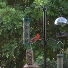 Northern Cardinal