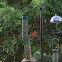 Northern Cardinal