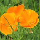 California Poppy