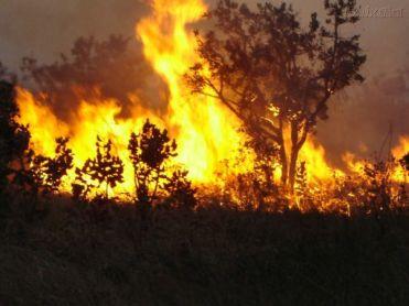 Destruir o meio ambiente custa caro – Translúcido