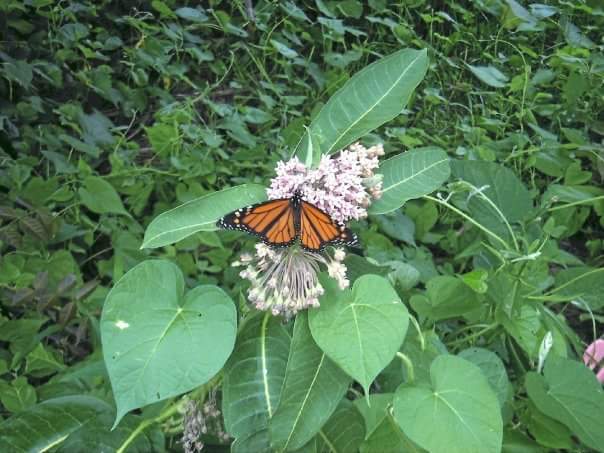 Monarch Butterfly