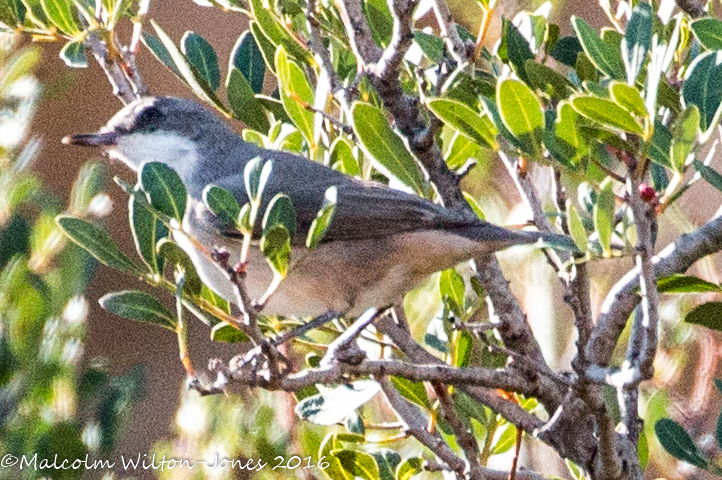 Orphean Warbler? Curruca Mirlona?