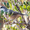 Orphean Warbler? Curruca Mirlona?