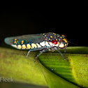 Sharpshooter Leafhopper