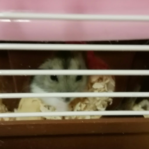 ハムスター🐹