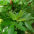 Insects of the Philippines (other than butterflies)