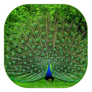 Peacock Live Wallpaper  Icon