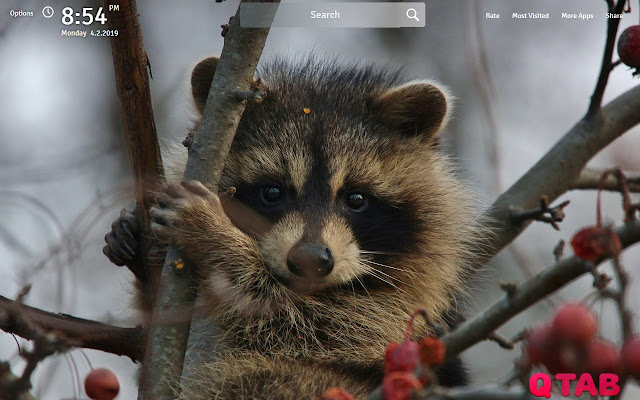 Raccoons Wallpapers FullHD Raccoon New Tab